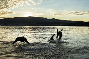 Galapagos sea lion (Zalophus wollebaeki) pups playing at sunrise, Puerto Egas