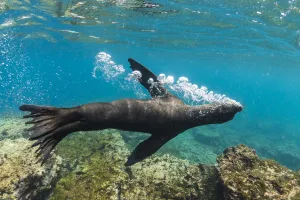 Galapagos sea lion (Zalophus wollebaeki) releasing air bubbles underwater