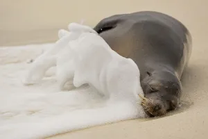 Galapagos sea lion (Zalophus wollebaeki) resting on beach getting caught in foamy tide, Espanola Island, Galapagos Islands, Ecuador