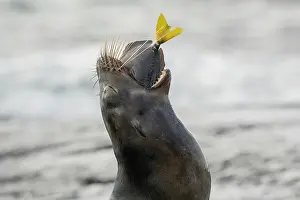Eared Seal Prints: Galapagos sea lion (Zalophus wollebaeki) swallowing a fish