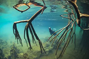 Galapagos sea lion (Zalophus wollebaeki) underwater with mangrove roots, Elizabeth Bay