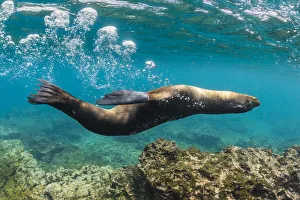 Galapagos sea lion (Zalophus wollebaeki) yearling pup blowing bubbles