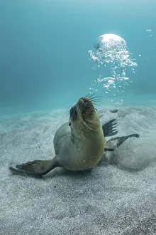 Galapagos sea lion (Zalophus wollebaeki) yearling pup playing withg own air bubbles in