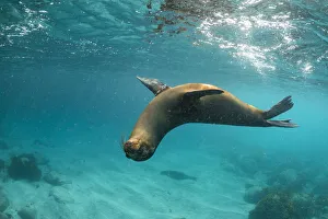 Galapagos sea lion (Zalophus wollebaeki) yearling pup polaying in shallows, Garnder Islet