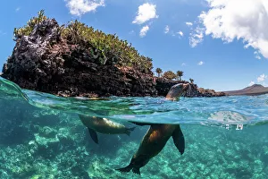 Split Level Prints: Galapagos sea lion (Zalophus wollebaeki) yearling pups playing near shore