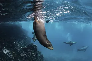Galapagos sea lion (Zalophus wollebaeki) yearling pups playing in shallows, Gardner Islet
