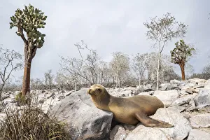 Galapagos sea lion (Zalophus wollebaeki) young male resting among giant cacti away