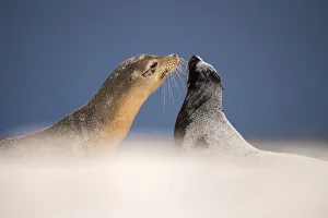 Galapagos sea lions (Zalophus californianus) two interacting on sand, Mosquera Islet