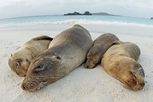 Images Dated 7th June 2015: Four Galapagos sea lions (Zalophus wollebaeki) sleeping on beach, Floreana Island