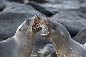 Images Dated 13th February 2015: Galapagos sea lions (Zalophus wollebaeki) fighting, Galapagos
