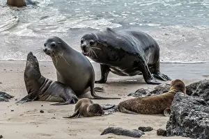 Eared Seal Prints: Three Galapagos sea lions (Zalophus wollebaeki) on the beach at Puerto Baquerizo Moreno