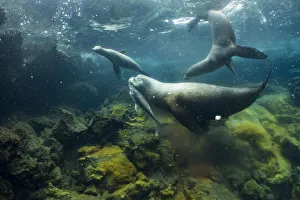 Galapagos sea lions (Zalophus wollebaeki) hunting tuna