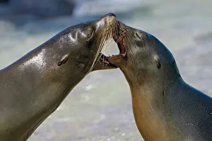 Eared Seal Prints: Two Galapagos sea lions (Zalophus wollebaeki) interacting n the surf