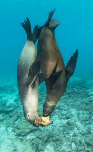 Play Prints: Galapagos sea lions (Zalophus wollebaeki) sub adult males playing with starfish