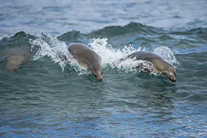 Zalophus Prints: Galapagos sea lions (Zalophus wollebaeki) swimming in the surf, Galapagos