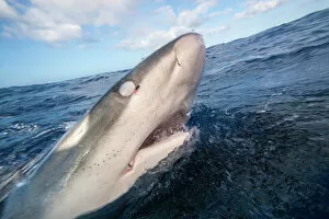 Animal Eye Gallery: Galapagos shark (Carcharhinus galapagensis), listed as potentially dangerous, at sea surface
