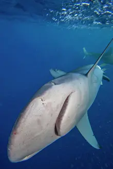Carcharhinus Prints: Galapagos shark (Carcharhinus galapagensis) portrait, Hawaii, Pacific Ocean