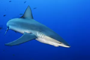Galapagos Shark (Charcharhinus galapagensis), Roca Partida islet, Revillagigedo Archipelago