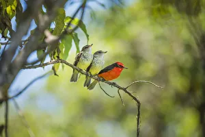 Galapagos vermilion flycatcher (Pyrocephalus nanus) male perched with fledglings Galapagos vermilion flycatcher (Pyrocephalus nanus) male perched with fledglings