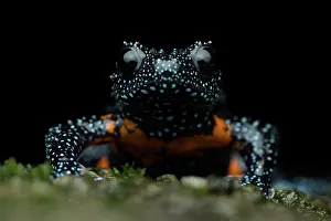 Microhylidae Prints: Galaxy frog (Melanobatrachus indicus) portrait, Munnar, Kerala, India