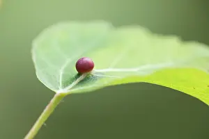 Malpighiales Prints: Gall on Aspen (Populus tremula) leaf, Cairngorms National Park, Scotland, UK. July