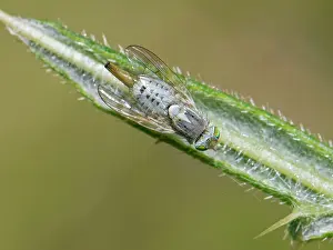 Muscomorpha Prints: Gall fly / Greater fruit fly (Terellia longicauda) female resting on the tip of a Woolly thistle (Cirsium eriophorum)