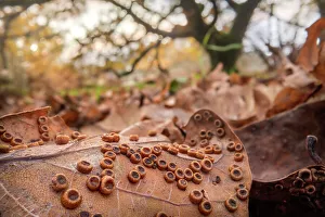 Parasites Prints: Galls of the Silk button gall wasp (Neuroterus numismalis) on the underside of a fallen Oak (Quercus sp)