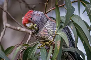 Cacatuidae Prints: Gang-gang cockatoo (Callocephalon fimbriatum) male