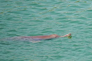 Dolphin Prints: Ganges river dolphin (Platanista gangetica) coming to breathe at the surface