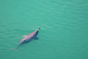 Directly Above Prints: Ganges river dolphin (Platanista gangetica) coming to breathe at the surface