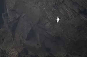 Gannet in flight (Morus bassanus) against cliff face, Hermaness NNR, Unst, Shetland
