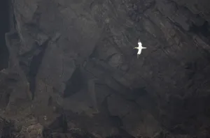 Images Dated 6th June 2010: Gannet in flight (Morus bassanus) against cliff face, Hermaness NNR, Unst, Shetland