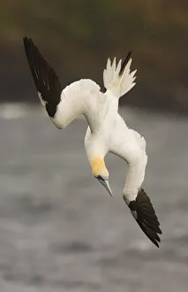Gannets Prints: Gannet (Morus bassanus) adult turning in the air as it begins to plunge dive