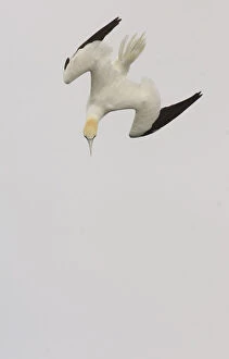 British Birds Gallery: Gannet (Morus bassanus) adult turns in the air as it begins to plunge dive. Shetland Islands