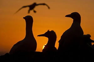 Gannet (Morus bassanus) adults and a youngster silhouetted against an orange red sky