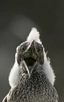Apprehensive Gallery: Gannet (Morus bassanus) chick with fluffy with mouth open. Shetland Islands, Scotland, UK, August