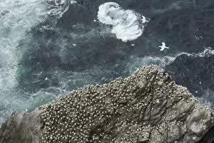 Images Dated 24th July 2013: Gannet (Morus bassanus) colony on cliffs, viewed from above, Shetland Islands, Scotland