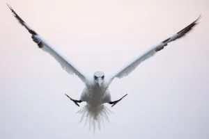 Gannet (Morus bassanus) coming in to land in the colony in evening light, Great Saltee