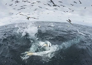 Images Dated 5th August 2016: Gannet (Morus bassanus) diving for fish, Noss, Shetland Islands, Scotland, UK, August