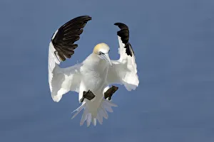 Blue Background Prints: Gannet (Morus bassanus) landing in colony, Bass Rock, Scotland, UK, July