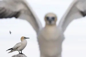Gannet (Morus bassanus) nearest out of focus, Great Saltee, Saltee Islands, County Wexford Gannet (Morus bassanus) nearest out of focus, Great Saltee, Saltee Islands, County Wexford