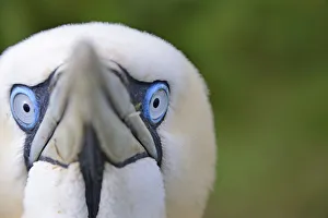 Faces Prints: Gannet (Morus bassanus) portrait showing blue eyes. Bempton Cliffs RSPB reserve, UK