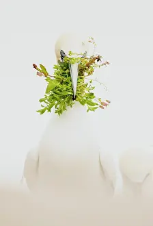 White Background Prints: Gannet (Morus sp.) with nesting material in beak