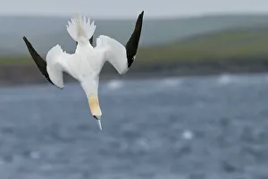 Images Dated 10th July 2014: Gannet (Sula bassana) diving, July UK Shetland