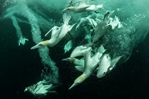 Catalogue9 Collection: Gannets (Morus bassanus) diving to feed on discarded fish, Shetland, Scotland, UK, April