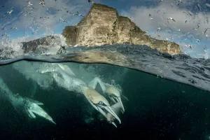 Gannets (Morus bassanus) diving to feed on discarded fish, Shetland, Scotland, UK, April