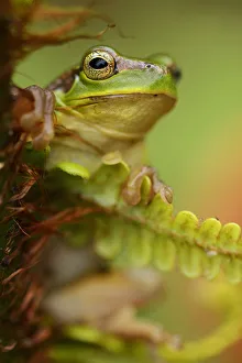Pteridophytina Prints: Gaoligongshan Tree Frog 1+Polypedates / Rhacophorus gongshanensis+2 in fern 1+Cibotium