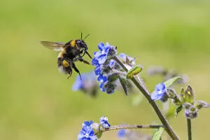 Images Dated 5th June 2016: Garden bumblebee (Bombus hortorum) flying to Green alkanet (Pentaglottis sempervirens)