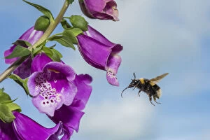 Apid Bee Gallery: Garden bumblebee (Bombus hortorum), flying to Foxglove (Digitalis purpurea), flower