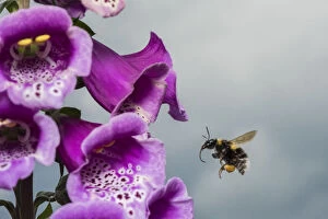 Images Dated 2nd June 2017: Garden bumblebee (Bombus hortorum), flying to Foxglove (Digitalis purpurea), flower